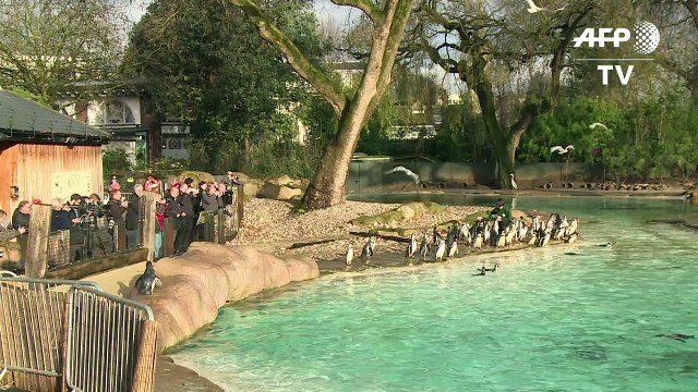 Animal count takes place at London Zoo
