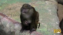 Allen's Swamp Monkeys at Brookfield Zoo