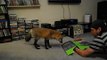 Loki the red fox pouncing on a box