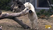 Anana Polar Bear  Adorable Kangaroo Joeys at Brookfield Zoo