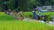 Walking around Rice fields in Nghia Lo - Yen Bai - Vietnam Trekking Tours on the North of Vietnam