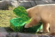 Animals at Brookfield Zoo Enjoy Shamrock-Shaped Treats
