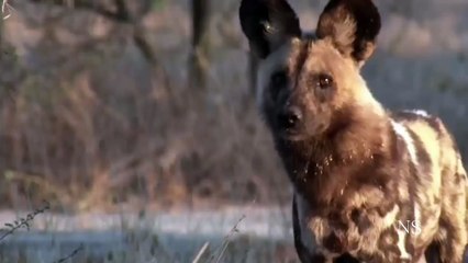 A Caçadora Fêmea Mabeco Africana