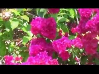 Blanca Estela  - Sin ti