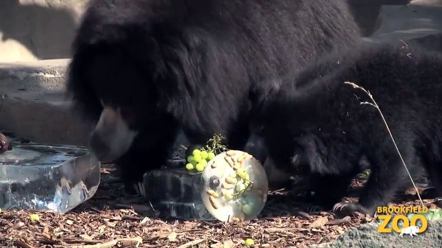 Animals Keep Cool at Brookfield Zoo Adorable Kangaroo Joeys at Brookfield Zoo
