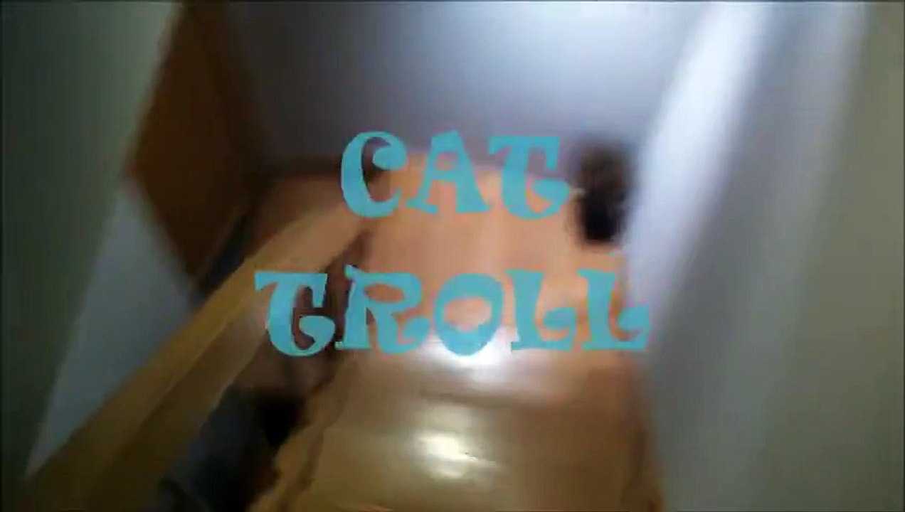 Cat Troll-Cat is trolling me-Cat thinks it is funny