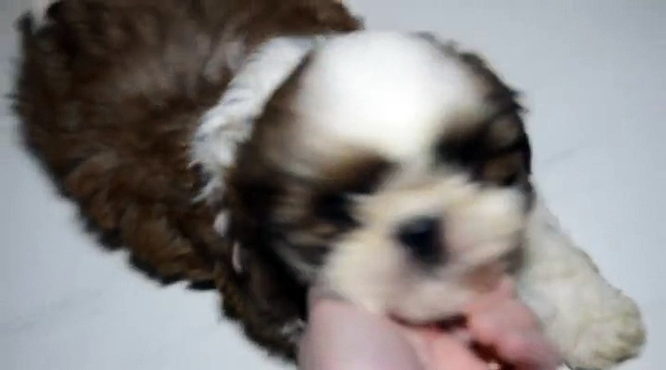 Les bébés de Jolie Môme ont 7 semaines 1/2