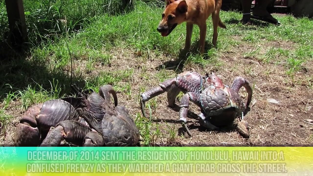 Large Animals Youve Never Seen Before