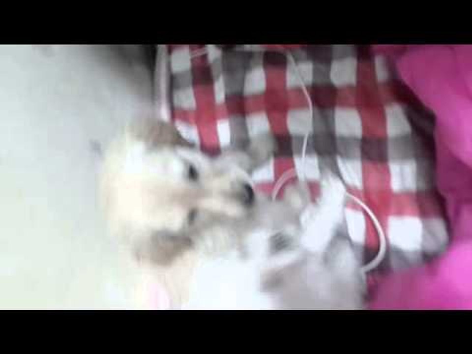 양띵TV미소[미소의 집에 새로운 가족이 들어왔어요! 과연?]