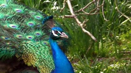 The Peacock Dance Display Ever Peacocks Opening Feathers