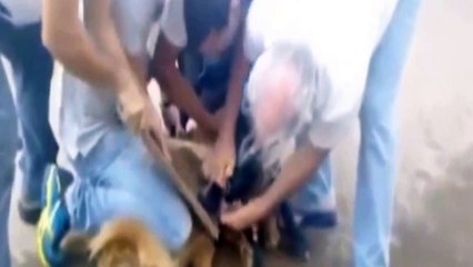 Pitbull Saldırdığı Köpeği Perişan Etti