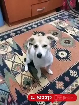 Scorp - Seks Yapmadan Yaşanır Mı?