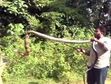 how to cought a snake Amazed