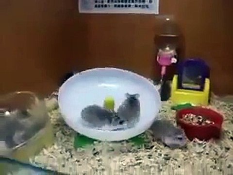 Crazy hamsters stuck on a spinning wheel !! 2016
