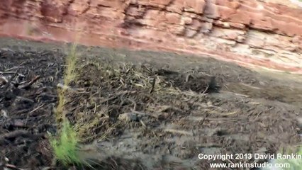 Amazing Flash Flood _ Debris Flow Southern Utah HD
