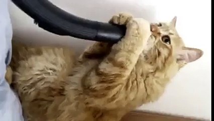 VIRAL VIDEO- Crazy Vacuum Cat !! AB STUDIO 2016