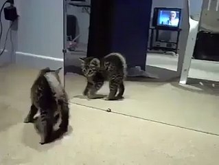 Kitten Sees Itself For The First Time !! AB STUDIO 2016