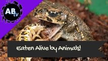 Eaten Alive by Animals! 5 Weird Animal facts - Ep. 18 : AnimalBytesTV