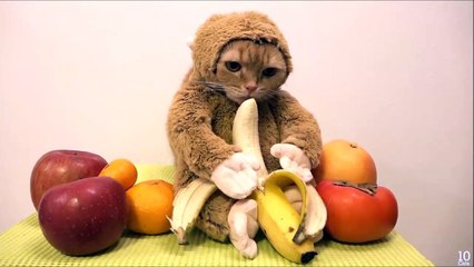 Ce chat en a marre que son maître le nourrisse avec des bananes et le déguise en singe