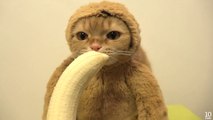 Cat dressed as Monkey seems so sad eating his Banana