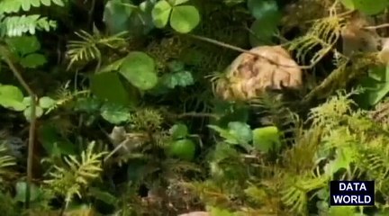 Edible BC Mushrooms (DATA WORLD)