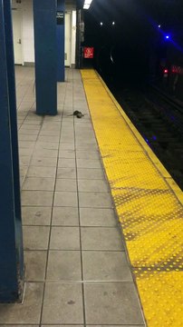 Un rat cannibale mange un autre rat dans le métro de New York