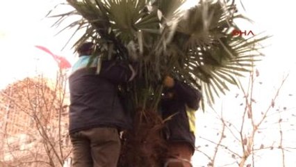 Palmiyeleri Soğuktan Korumak İçin Örtü