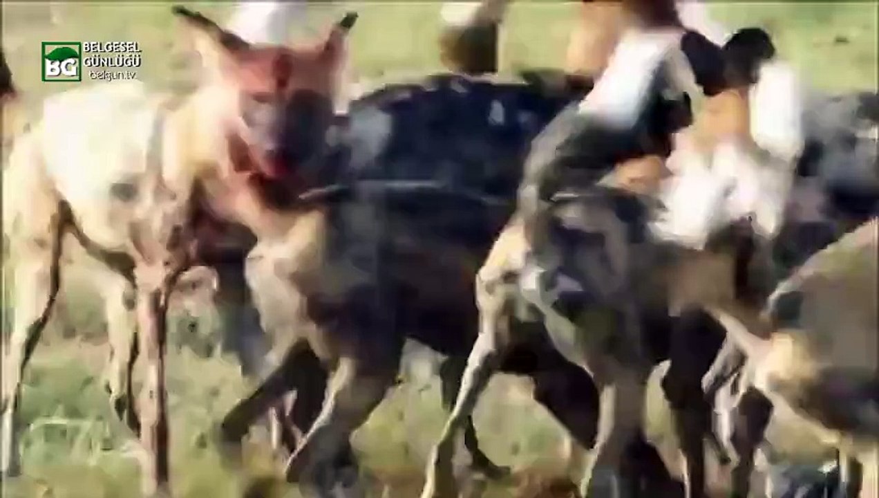 Vahşi Köpeklerin Domuz Avı