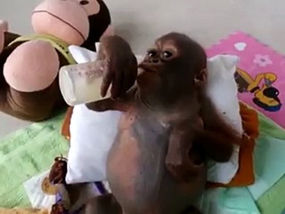 Budi drinks from a bottle