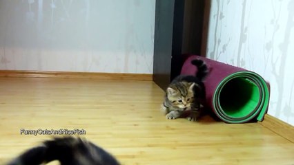 The best of 2016 Training of Cute Kittens Special Forces. Funny Cats