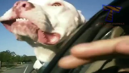 Cats and dogs on their first car ride Cute and funny animal compilation