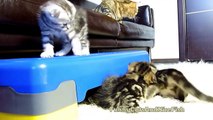 The best of 2016 Lets play together ! Funny Mom Cat and her Cute Kittens
