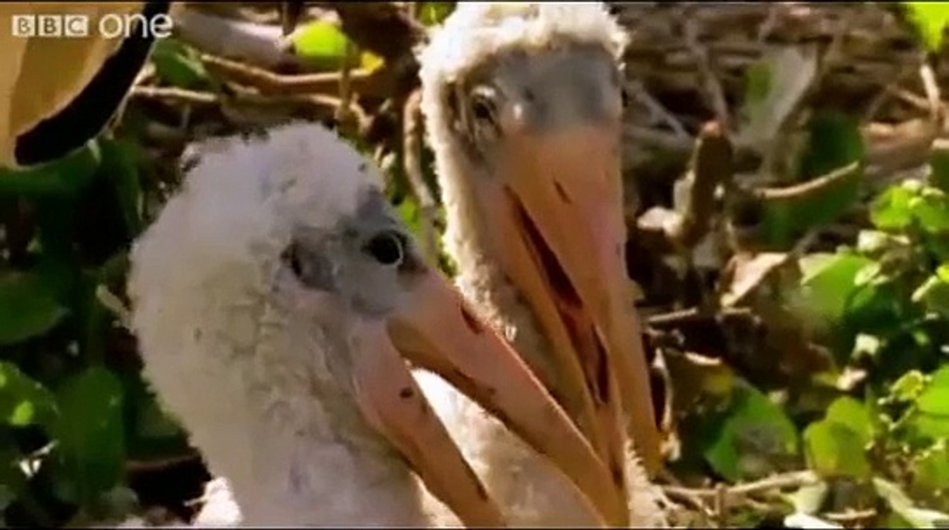 ⁣ANIMAL PLANET extreme funny talking animals