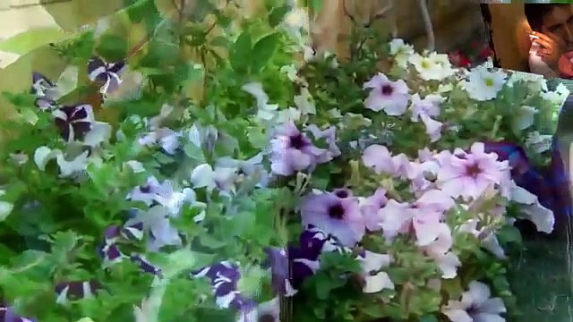 nazia iqbal sad song mara lar sha janana bewafa ye mr niazi YouTube