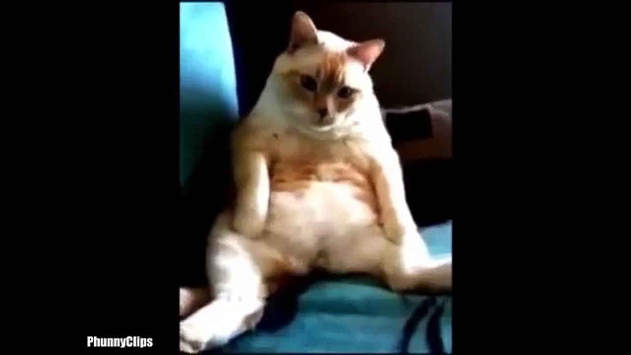 FUNNY ANIMAL FARTS Compilation