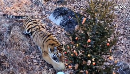 Teke ve kaplanın dostluğu, ziyaretçi akınına uğradı