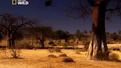 Lion's Fight To  Africa's Dry Savannah - Wildlife Documentary