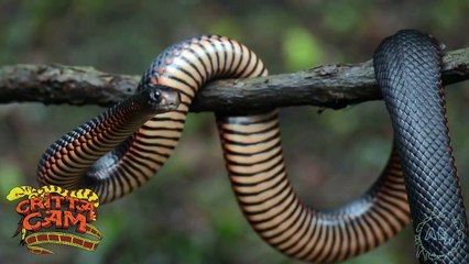 Awesome Tiny Pythons! CrittaCam - Ep. 63 : AnimalBytesTV