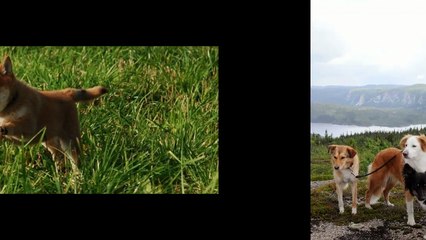 valpekurs: Beste Trening Skole i Oslo