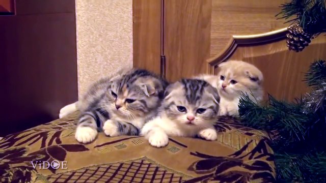 Котята зевнули по очереди