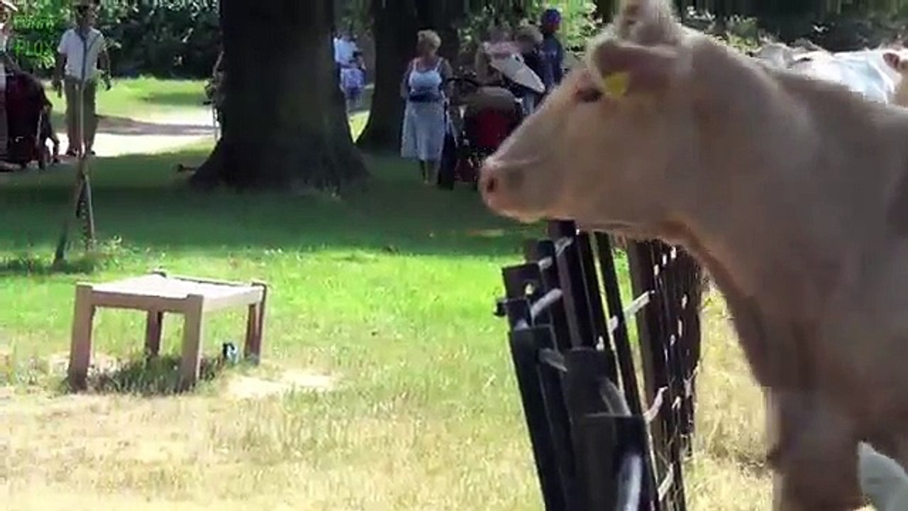 Top 10 Funny Animal Videos 2015