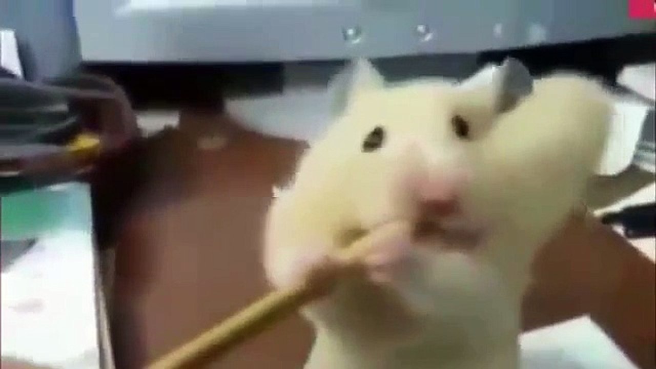 Funny Animals A Funny Animal Videos Compilation 2015 Part 2