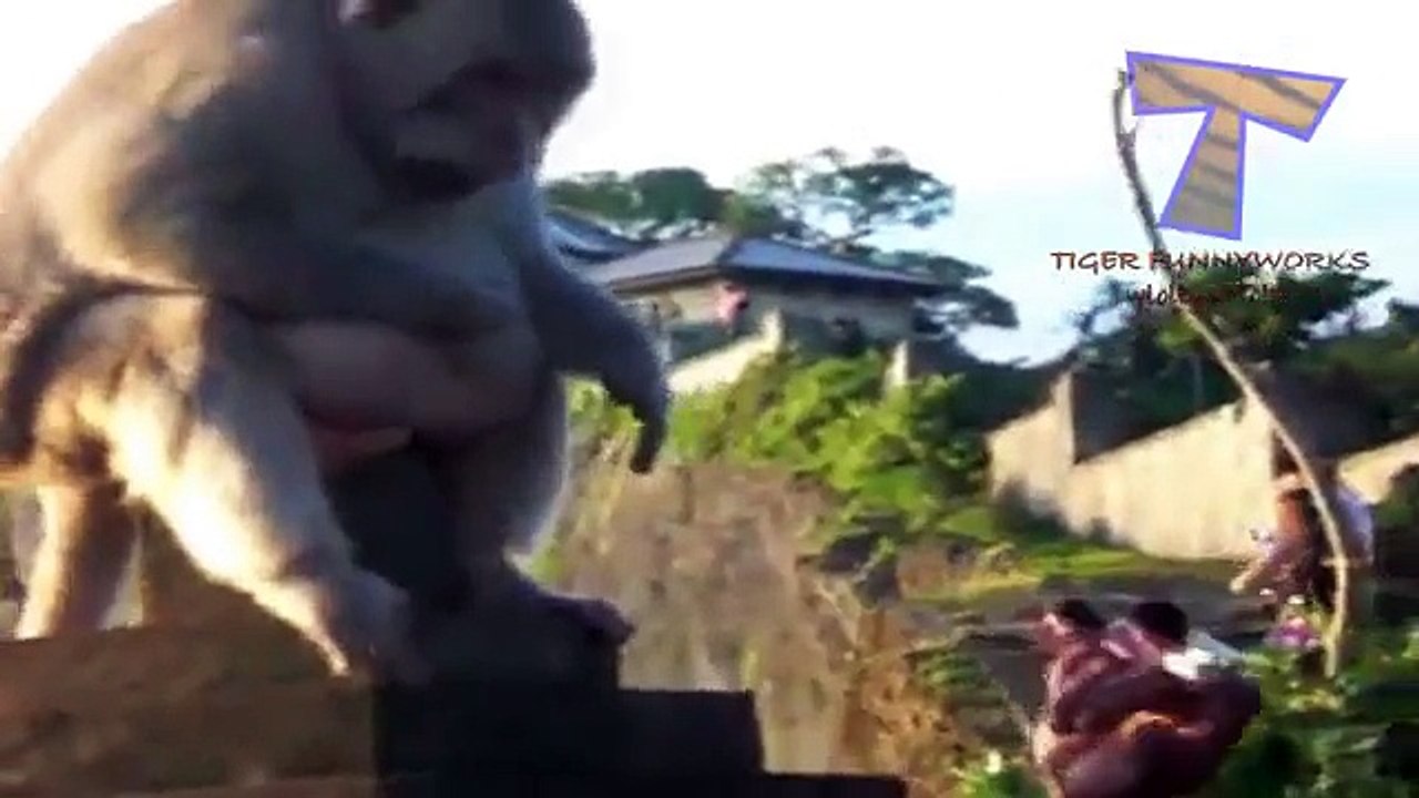 Cute and chubby animals Funny animal compilation