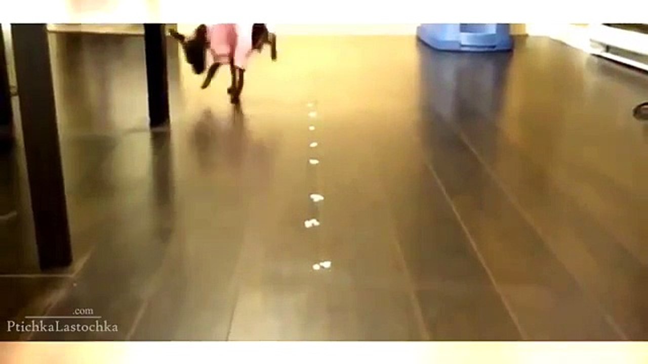 Funny Animal Videos 2014