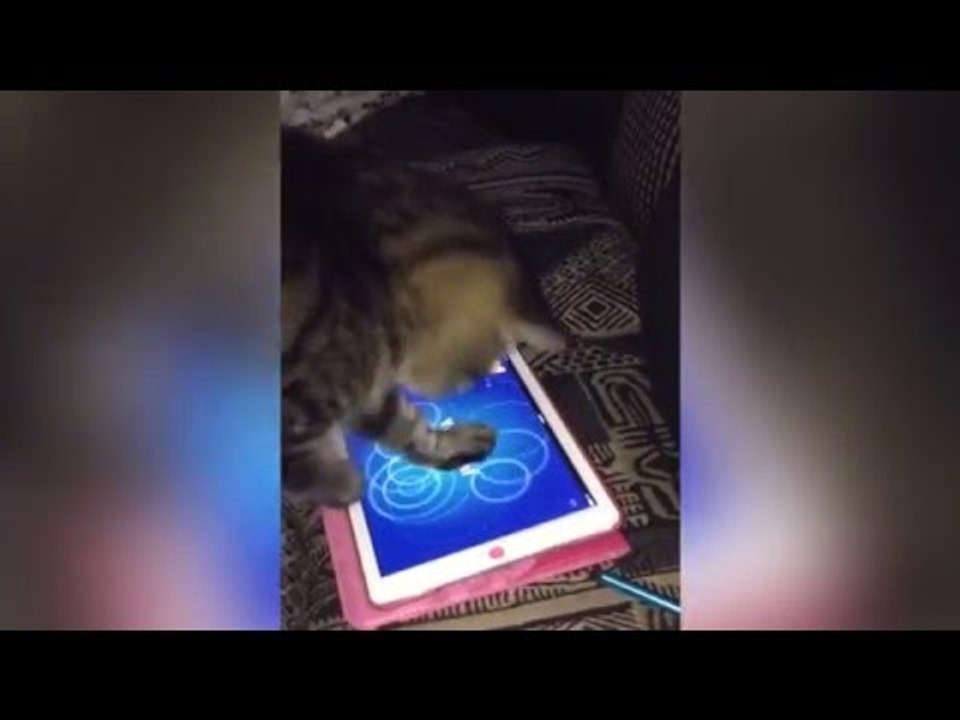 Cat Playing Game on ipad