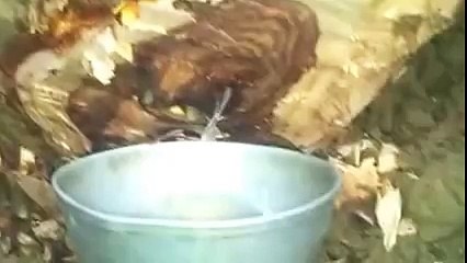 Allah Ki Qudrat Ki Ek Jhallak Dakho Part #1