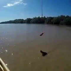 How high can an alligator jump