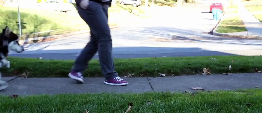 This Dog Gets 3D-Printed Prosthetics! What He Does Is Amazing!