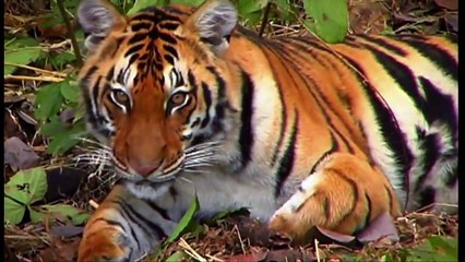 Pure Nature Specials The Last Wild Tigers