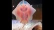 Des bébés raies qui dansent sur la vitre d'un aquarium... Trop adorable